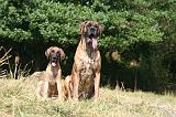 DOGUE ALLEMAND 955